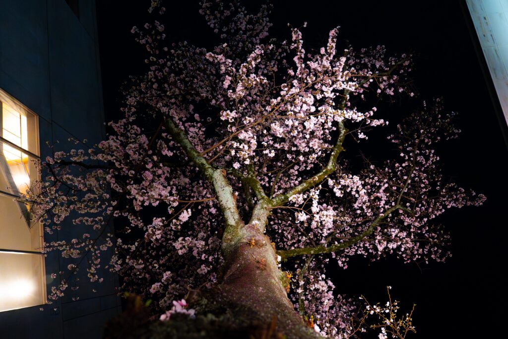 夜、桜がライトアップされている様子を、木の根元から見上げるように撮影した画像